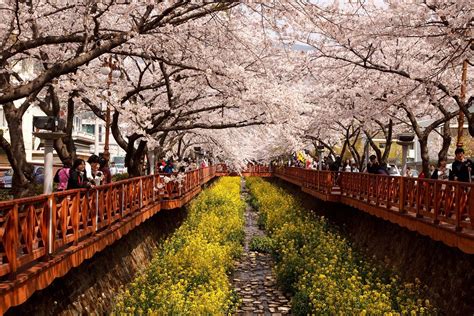 cherry blossom tree in korea